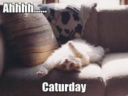 Check spelling or type a new query. Image 10012 Caturday Know Your Meme