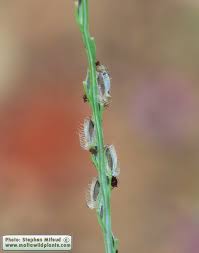 Image result for Digitaria calcarata