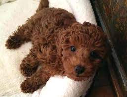 Miniature Poodle Puppies For Sale Tucson Az Poodle Puppies For Sale Miniature Poodle Puppy Red Poodle Puppy