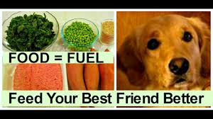 dog food secrets healthy pet food