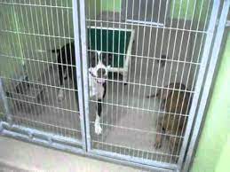 Clay county orange park high school, 2300 kingsley road, orange park, fl 32073. Orange County Animal Shelter In Orlando Fl Youtube