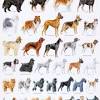 Our lab puppies are quality pure bred akc white, cream colored, english & american. 1