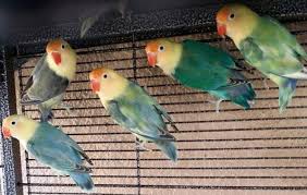 Beli lovebird parblue online berkualitas dengan harga murah terbaru 2021 di tokopedia! Fischer Lovebirds Eyering Yellowface For Sale In Long Beach California Classified Americanlisted Com