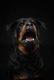 We did not find results for: 313 Angry Rottweiler Photos Free Royalty Free Stock Photos From Dreamstime