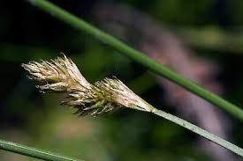 Image result for Carex leptosaccus