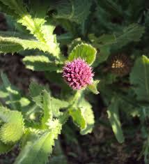 Image result for Sphaeranthus gazaensis