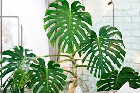 Monstera Fensterblatt Monstera Deliciosa Schoner Wohnen
