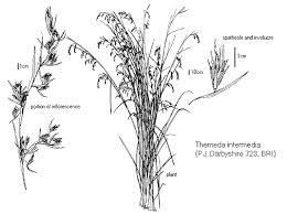 Image result for Themeda