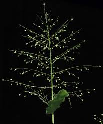 Image result for Panicum brevifolium