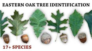 Image result for white oak leaf