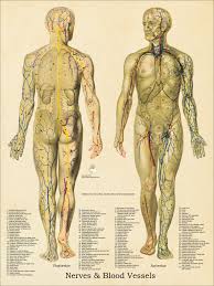 Anatomy has served the visual arts since ancient greek times, when the 5th century bc sculptor polykleitos wrote his canon on the ideal proportions of the male nude.39 in the italian renaissance, artists from piero della. Male Nervous System Anatomy Chart 18 X 24