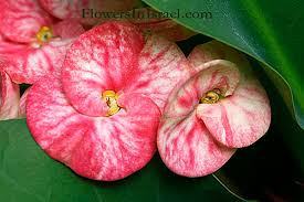 Image result for Euphorbia eylesii