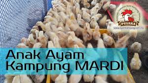 Dari segi kesegaran daging , ayam mesti tiptop dan masa penghantaraan mesti sharp dengan janji. Anak Ayam Kampung Mardi Youtube