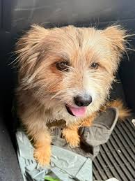 Case Closed — Dog Home “Max” (8/25/25)