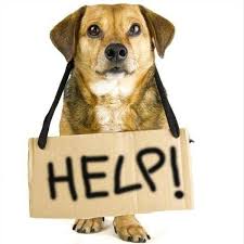 Maybe you would like to learn more about one of these? Lost Found Pets Of San Diego Ib Santee El Cajon La Mesa Home Facebook