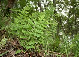 Image result for Arthropteris