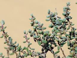 Image result for Suaeda vermiculata