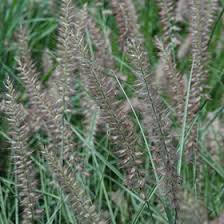 Other common names oriental fountain grass 'karley rose'. Karley Rose Oriental Fountain Grass Pennisetum Orientale Karley Rose In Detroit Ann Arbor Dearborn Royal Oak Bloomfield Michigan Mi At English Gardens