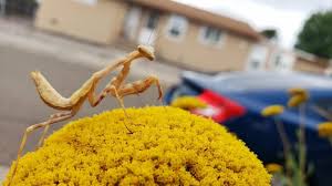 The chinese mantis (tenodera sinensis) is a species of mantis native to asia and the nearby islands. Albino Praying Mantis Sunbathing On Nambe Loop
