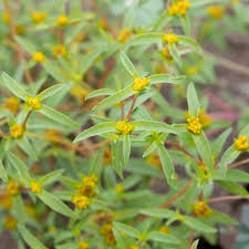 Image result for Flaveria bidentis