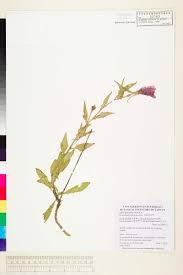 Image result for Oenothera tetraptera