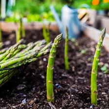 Asparagus has a low germination rate so you can't tell how many crowns are enough to grow your. How To Grow Asparagus