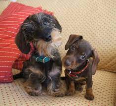 A working dachshund is generally healthy. Willow Springs Miniature Wirehaired Dachshunds Wire Haired Dachshund Cute Dogs Dachshund Dog