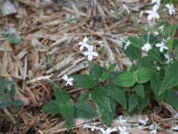 Image result for Pseuderanthemum