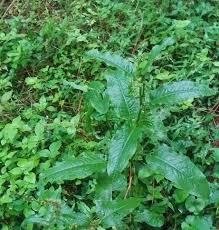 Image result for Rumex