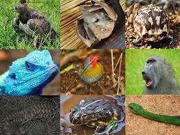 Image result for Acrotome thorncroftii