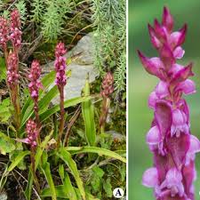 Image result for Satyrium amblyosaccos