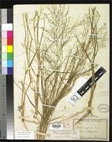 Image result for Panicum graciliflorum