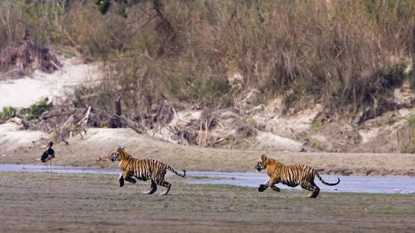 Nepal Nearly Triples Its Wild Tiger Population | WWF