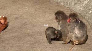 ichikawa #japan #monkey #punch #fyp | monkey | TikTok