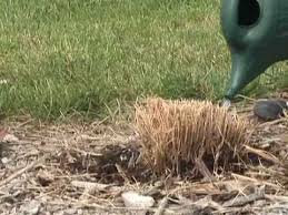 Unlike many ornamental grasses, it spring planting gives karl foerster all season to settle in. Dividing Ornamental Grass Youtube