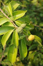 Image result for Rytigynia sp. M