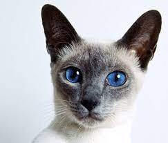 Yoshi and fuji are good names for siamese cats. Most Popular Siamese Cat Names