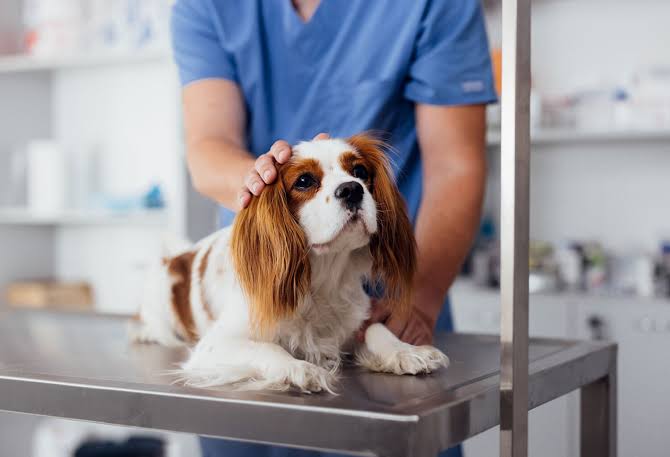 Prioritizing Your Pet's Health: How to Choose a Veterinarian - AAHA