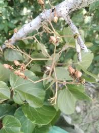 Image result for Eriolaena rulkensii