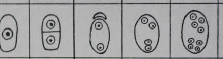 A Monosporic Type Of Embryo Sac Which Does Not Have Any Antipodals: | Filo