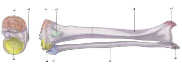 Unlabeled diagram showing the muscles of the leg (download free pdf below!) when you're ready, you can try labeling all of these structures yourself on the unlabeled version of the diagram. Pse4u Niemi Flashcards Skeletal System Studyblue Anatomy Coloring Book Anatomy Coloring Pages