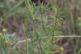 Image result for Pavetta stenosepala