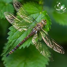 1 097 Synes Godt Om 42 Kommentarer Mat Macro Dragonflies Pa Instagram Mat Ma Dragonfly Photos Insect Photography Dragonfly Art