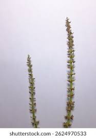 Image result for Haloragaceae