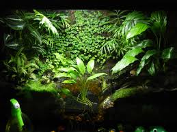 My 29 Gallon Fire Bellied Toad Tank With False Bottom Stream And Pond Reptile Habitat Vivarium Reptiles And Amphibians