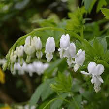 Image result for Dicentra spectabilis alba