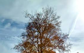 Hello and welcome to the wickliffe public library website. Colby Park Wickliffe Ticket Price Timings Address Triphobo