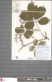 Image result for Cyphostemma ukerewense