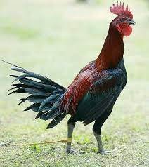 Semoga anda terhibur dengan video ini. Black Knight Ninja Info Ayam Peru And Sweater