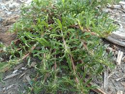 Image result for Ipomoea polymorpha